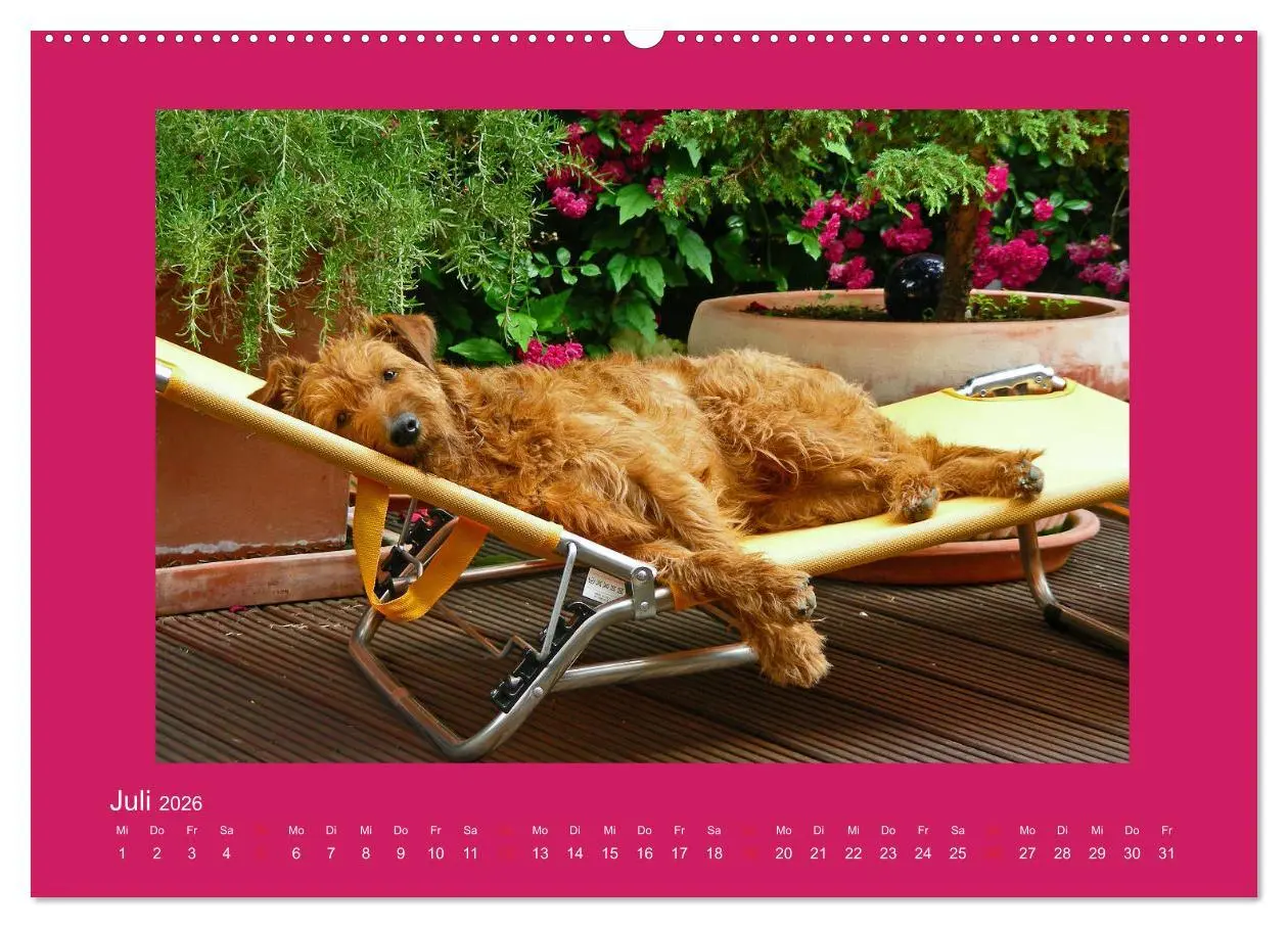 Bild: 9783457711378 | Kelly, der Irish Terrier - innen und außen aus Gold (hochwertiger...