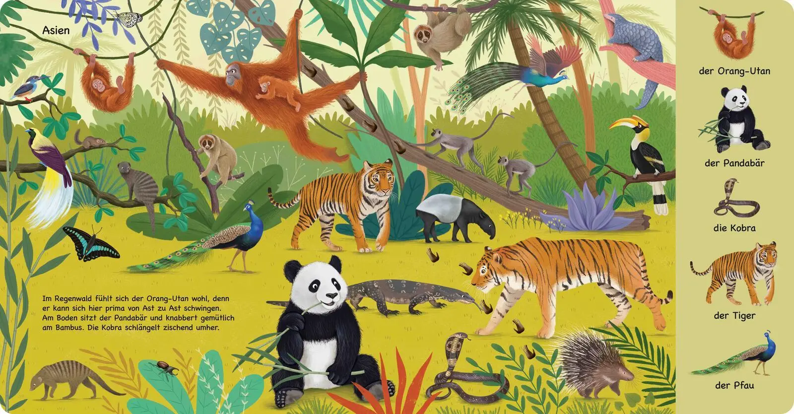 Bild: 9783480241378 | Tiere aus aller Welt | Katharina Lotz | Buch | 16 S. | Deutsch | 2026