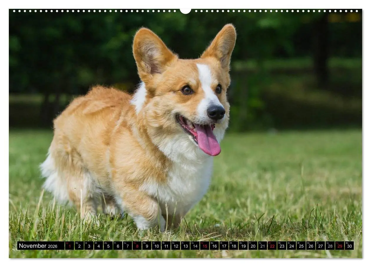 Bild: 9783516101478 | Welsh Corgi - Kobold auf 4 Pfoten (hochwertiger Premium...