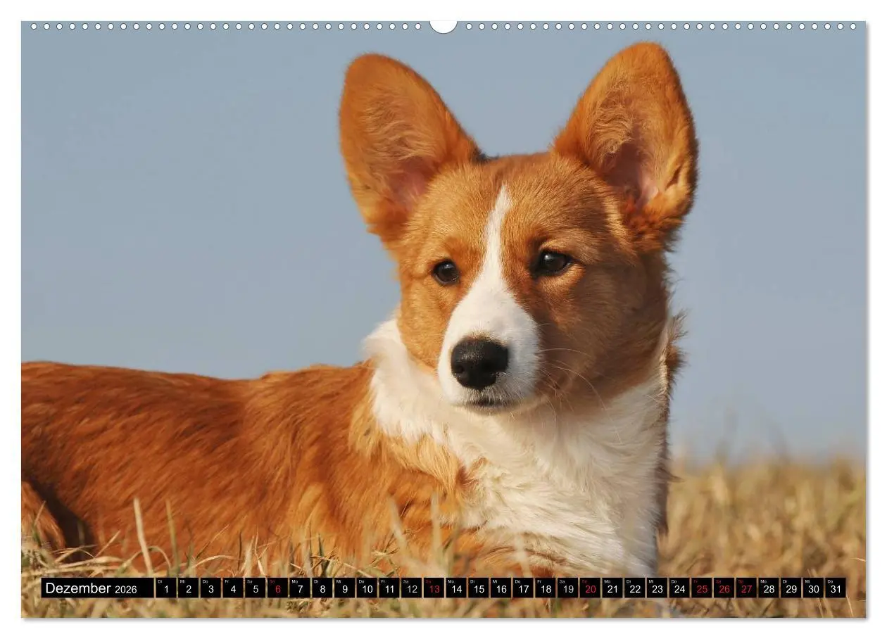 Bild: 9783516101478 | Welsh Corgi - Kobold auf 4 Pfoten (hochwertiger Premium...