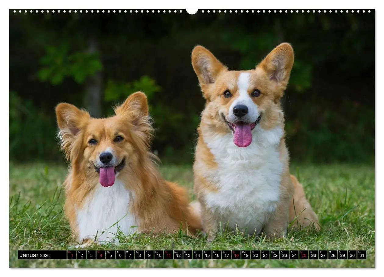 Bild: 9783516101478 | Welsh Corgi - Kobold auf 4 Pfoten (hochwertiger Premium...
