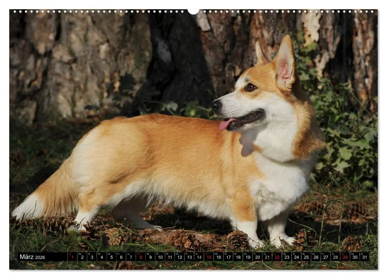 Bild: 9783516101478 | Welsh Corgi - Kobold auf 4 Pfoten (hochwertiger Premium...