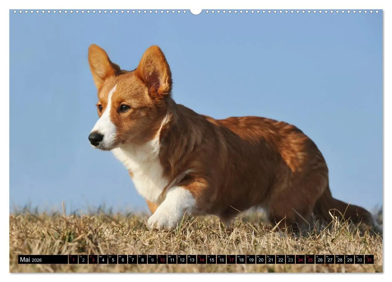 Bild: 9783516101478 | Welsh Corgi - Kobold auf 4 Pfoten (hochwertiger Premium...