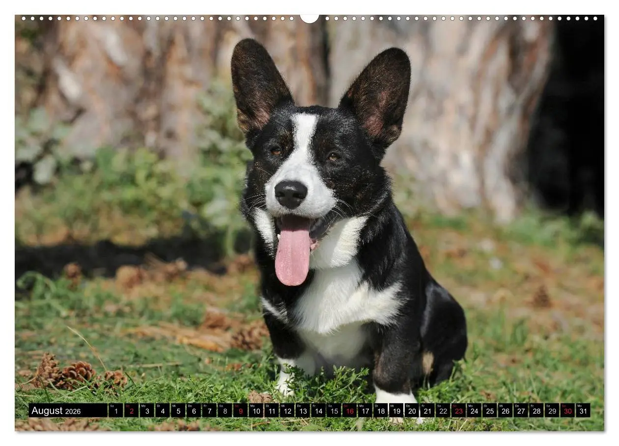 Bild: 9783516101478 | Welsh Corgi - Kobold auf 4 Pfoten (hochwertiger Premium...