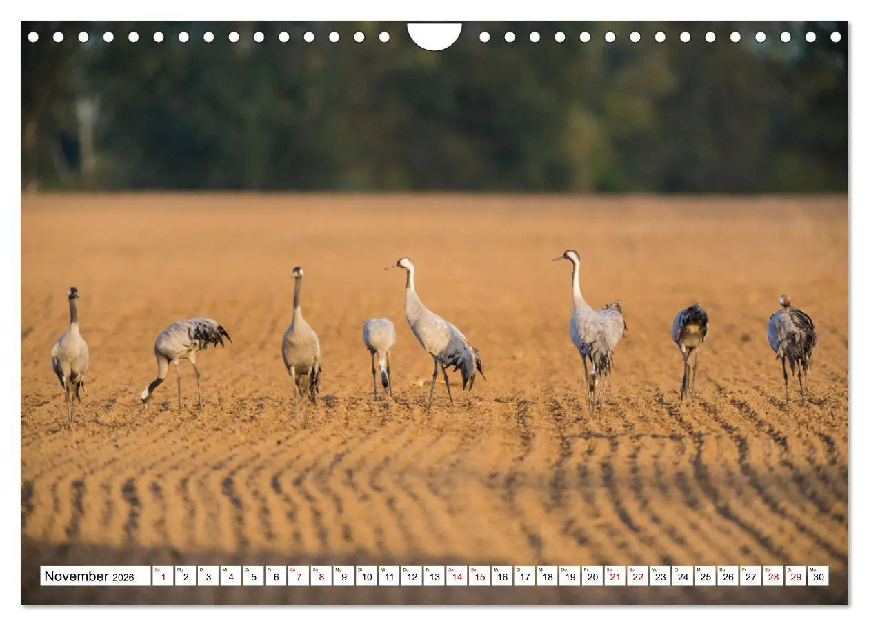 Bild: 9783457551578 | Bei den Kranichen (Wandkalender 2026 DIN A4 quer), CALVENDO...