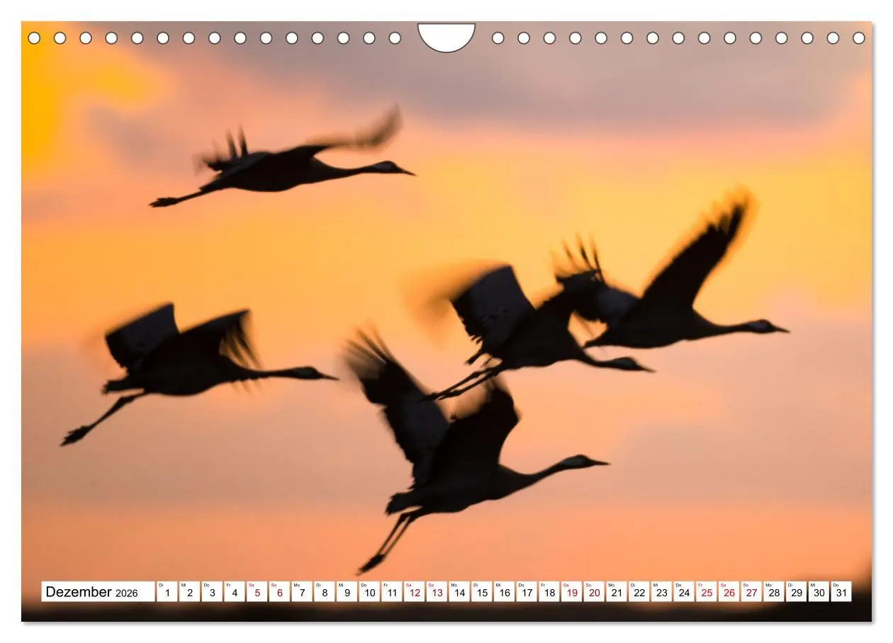 Bild: 9783457551578 | Bei den Kranichen (Wandkalender 2026 DIN A4 quer), CALVENDO...