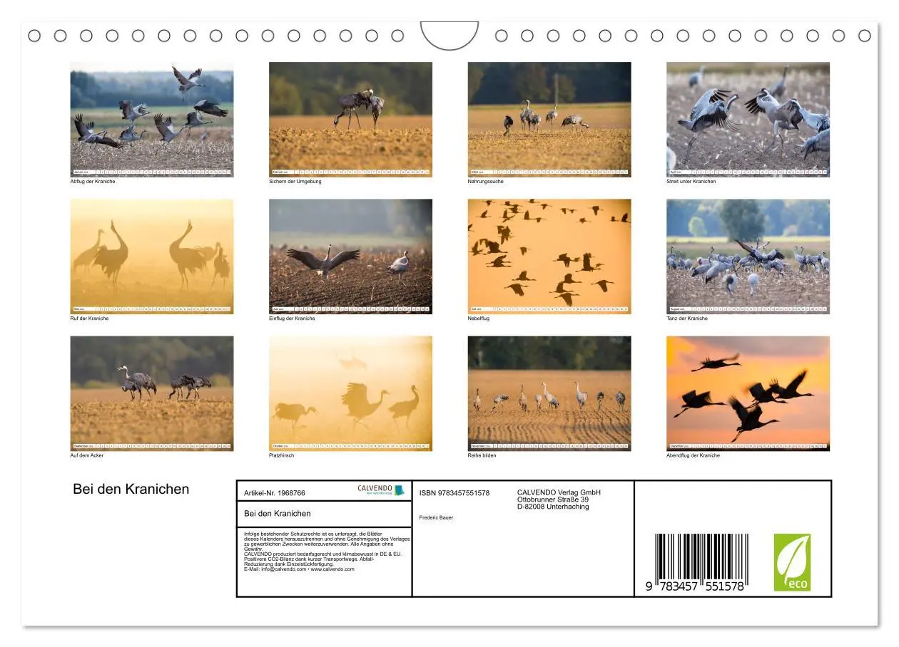 Bild: 9783457551578 | Bei den Kranichen (Wandkalender 2026 DIN A4 quer), CALVENDO...