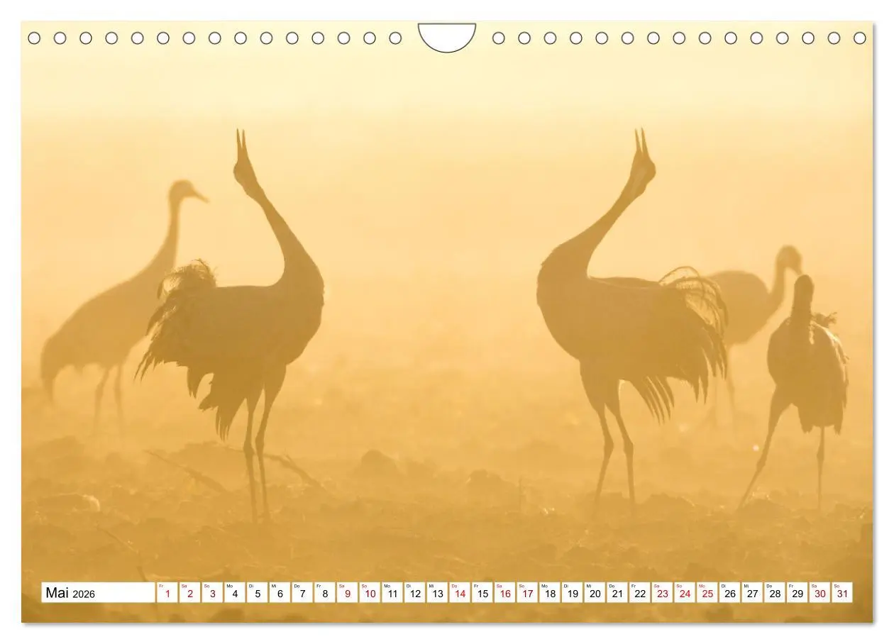Bild: 9783457551578 | Bei den Kranichen (Wandkalender 2026 DIN A4 quer), CALVENDO...