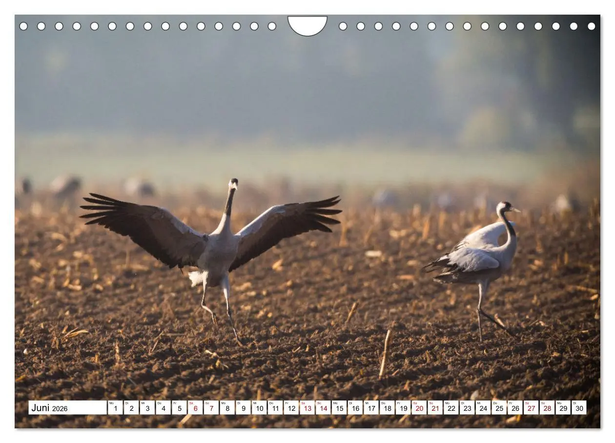 Bild: 9783457551578 | Bei den Kranichen (Wandkalender 2026 DIN A4 quer), CALVENDO...