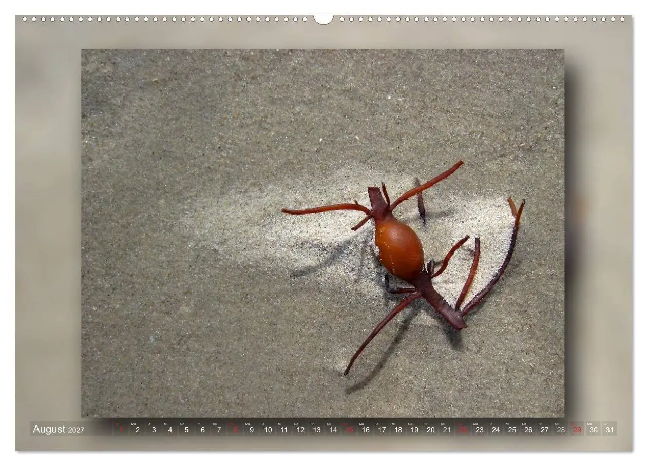 Bild: 9783594091678 | Baltrum - Ein Tag am Strand (Wandkalender 2027 DIN A2 quer),...
