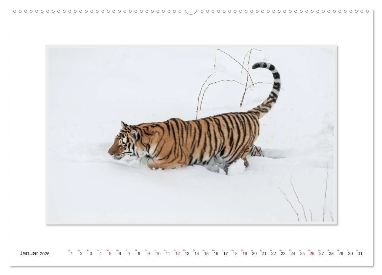 Bild: 9783435751778 | Emotionale Momente: Tiger - Kraft &amp; Schönheit. (hochwertiger...