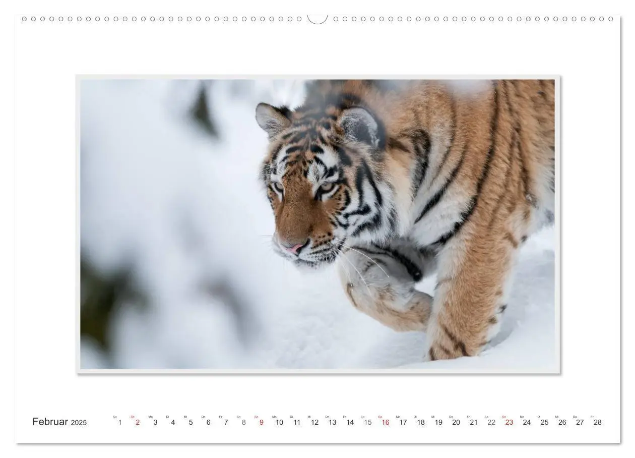 Bild: 9783435751778 | Emotionale Momente: Tiger - Kraft &amp; Schönheit. (hochwertiger...