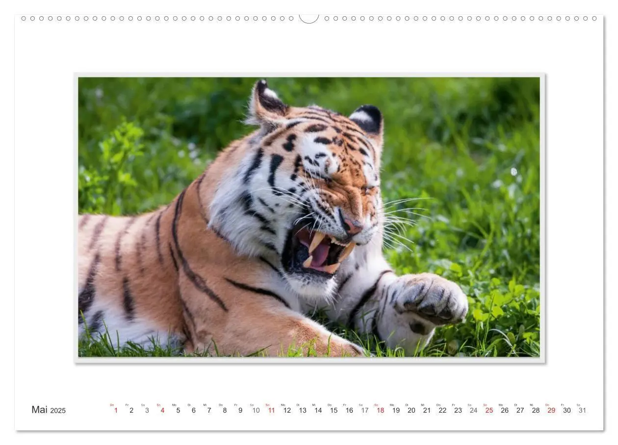 Bild: 9783435751778 | Emotionale Momente: Tiger - Kraft &amp; Schönheit. (hochwertiger...