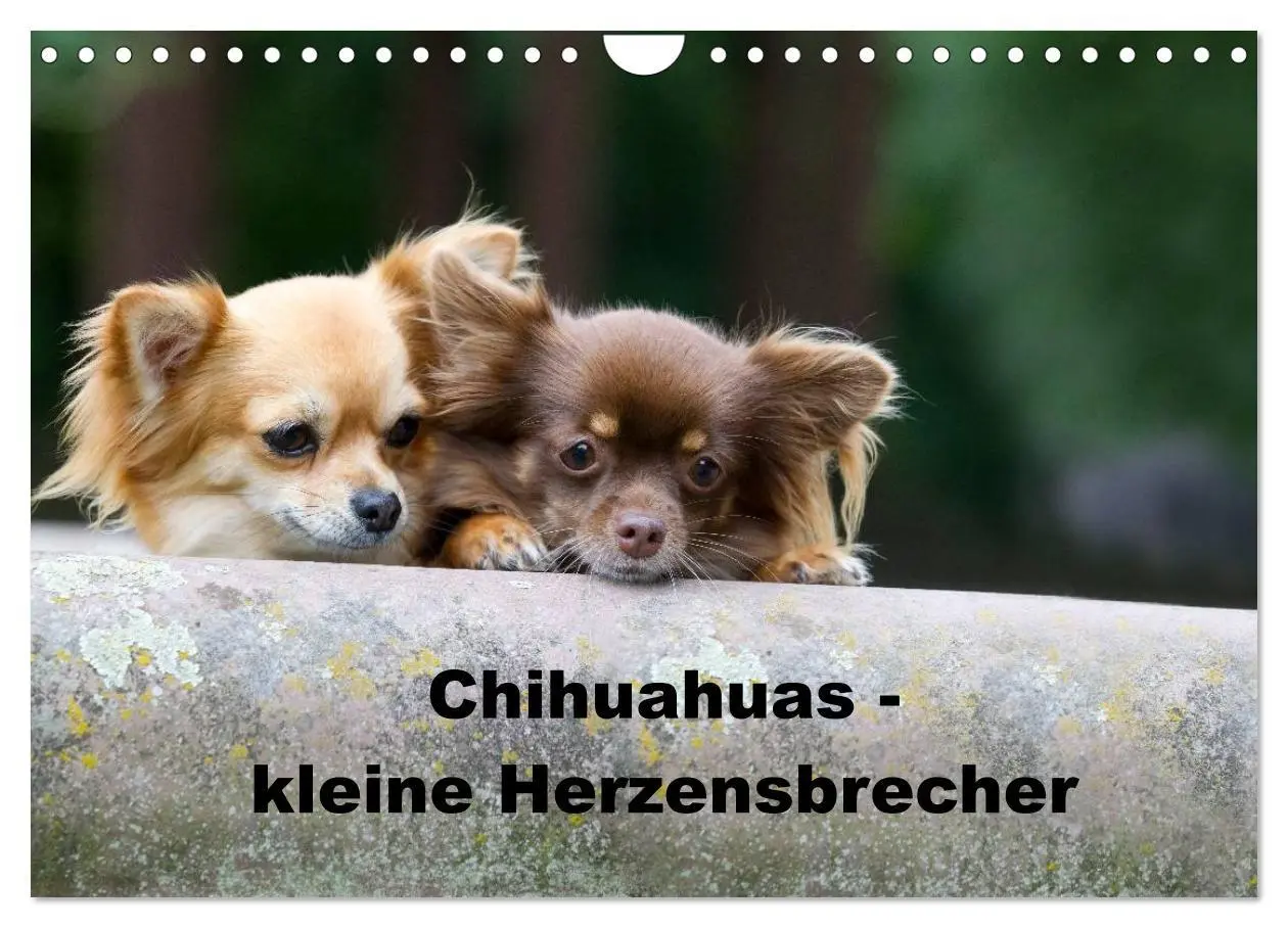 Cover: 9783516171778 | Chihuahuas - kleine Herzensbrecher (Wandkalender 2026 DIN A4 quer),...