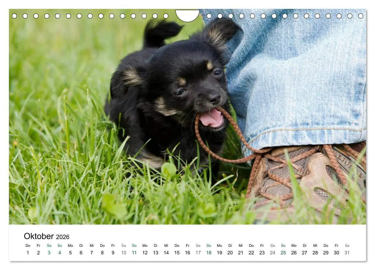 Bild: 9783516171778 | Chihuahuas - kleine Herzensbrecher (Wandkalender 2026 DIN A4 quer),...