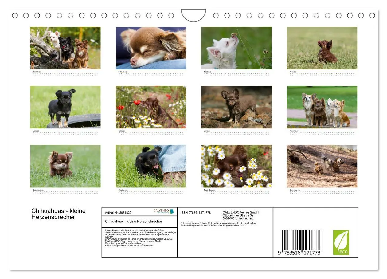 Bild: 9783516171778 | Chihuahuas - kleine Herzensbrecher (Wandkalender 2026 DIN A4 quer),...