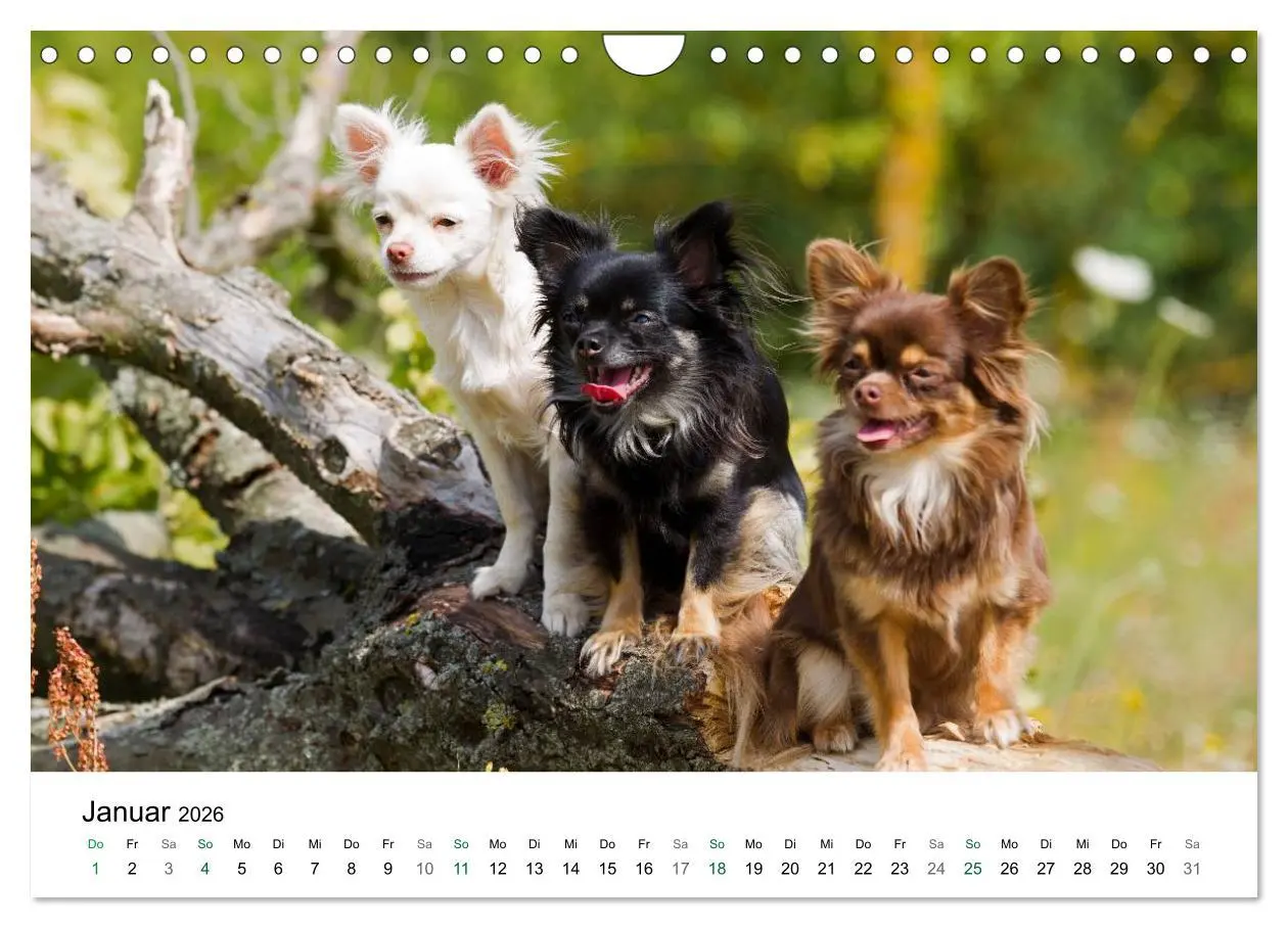 Bild: 9783516171778 | Chihuahuas - kleine Herzensbrecher (Wandkalender 2026 DIN A4 quer),...