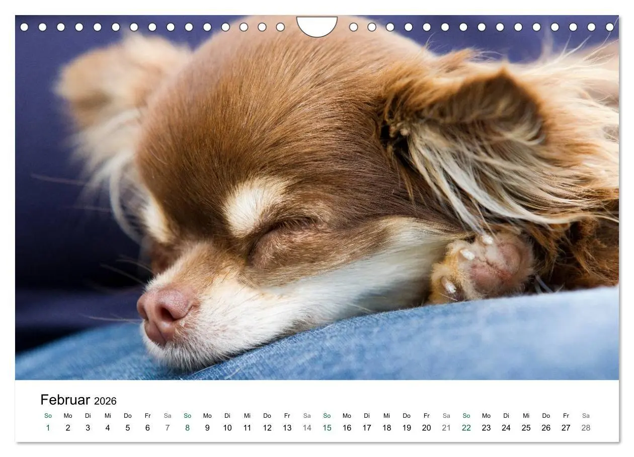 Bild: 9783516171778 | Chihuahuas - kleine Herzensbrecher (Wandkalender 2026 DIN A4 quer),...