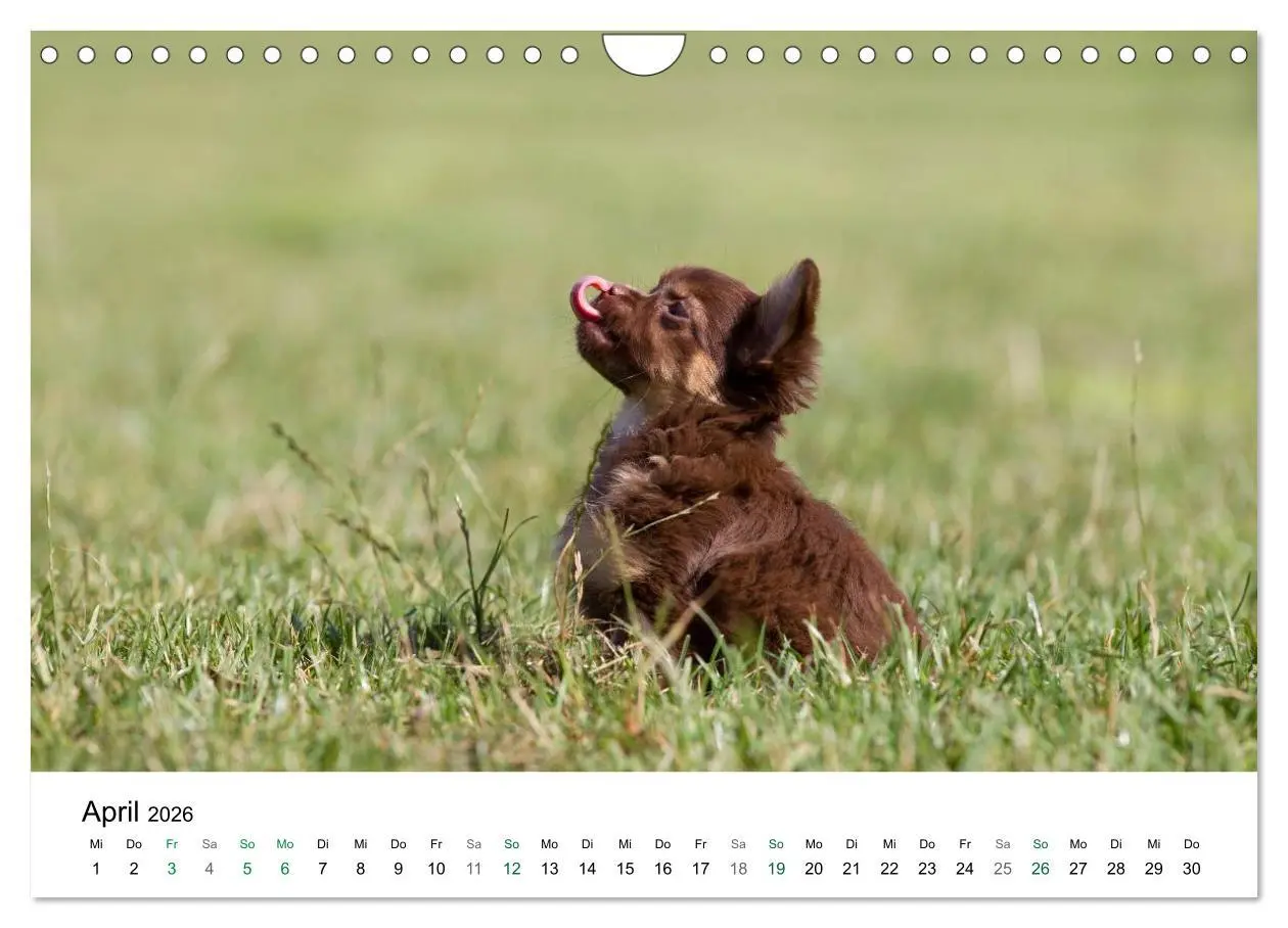 Bild: 9783516171778 | Chihuahuas - kleine Herzensbrecher (Wandkalender 2026 DIN A4 quer),...