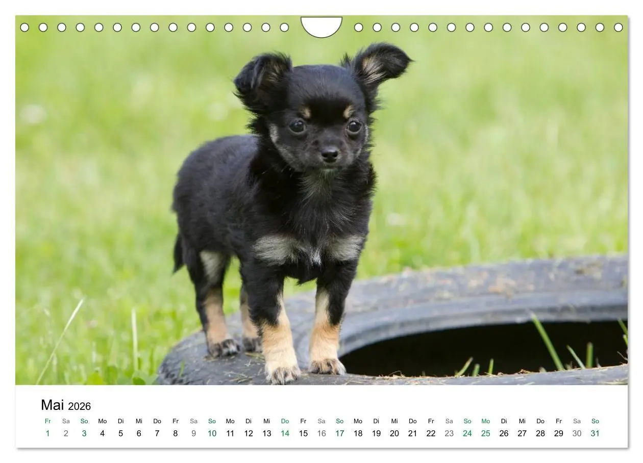 Bild: 9783516171778 | Chihuahuas - kleine Herzensbrecher (Wandkalender 2026 DIN A4 quer),...