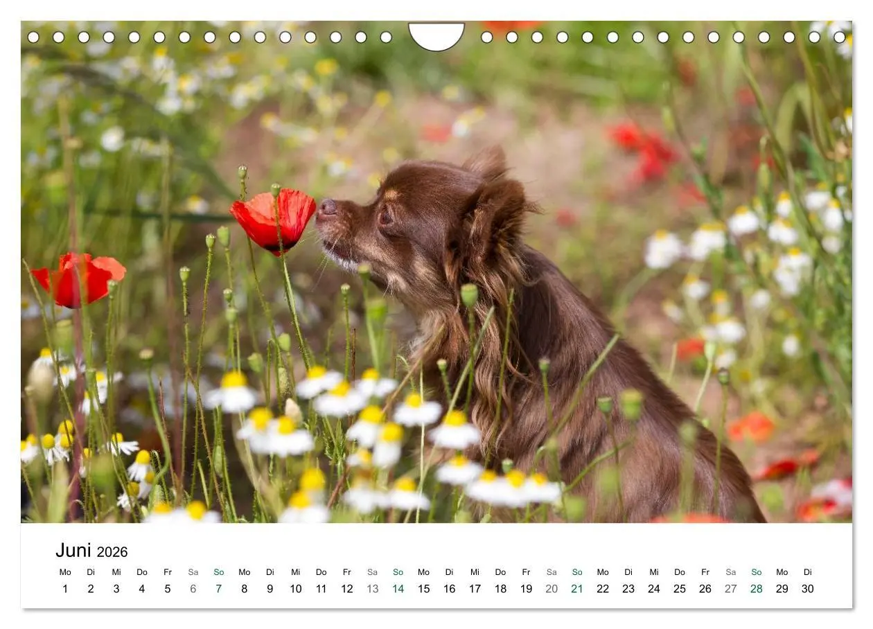 Bild: 9783516171778 | Chihuahuas - kleine Herzensbrecher (Wandkalender 2026 DIN A4 quer),...