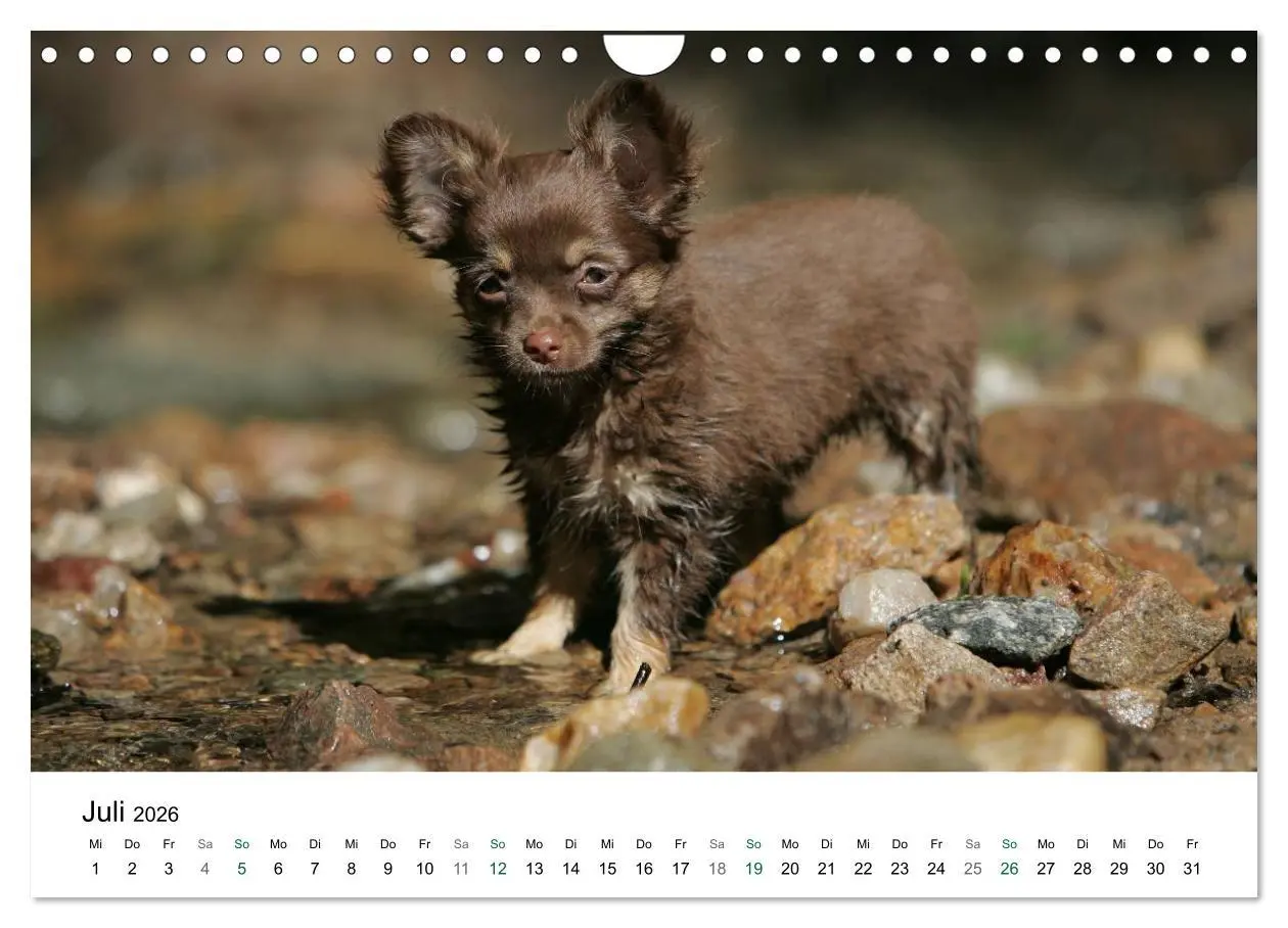 Bild: 9783516171778 | Chihuahuas - kleine Herzensbrecher (Wandkalender 2026 DIN A4 quer),...
