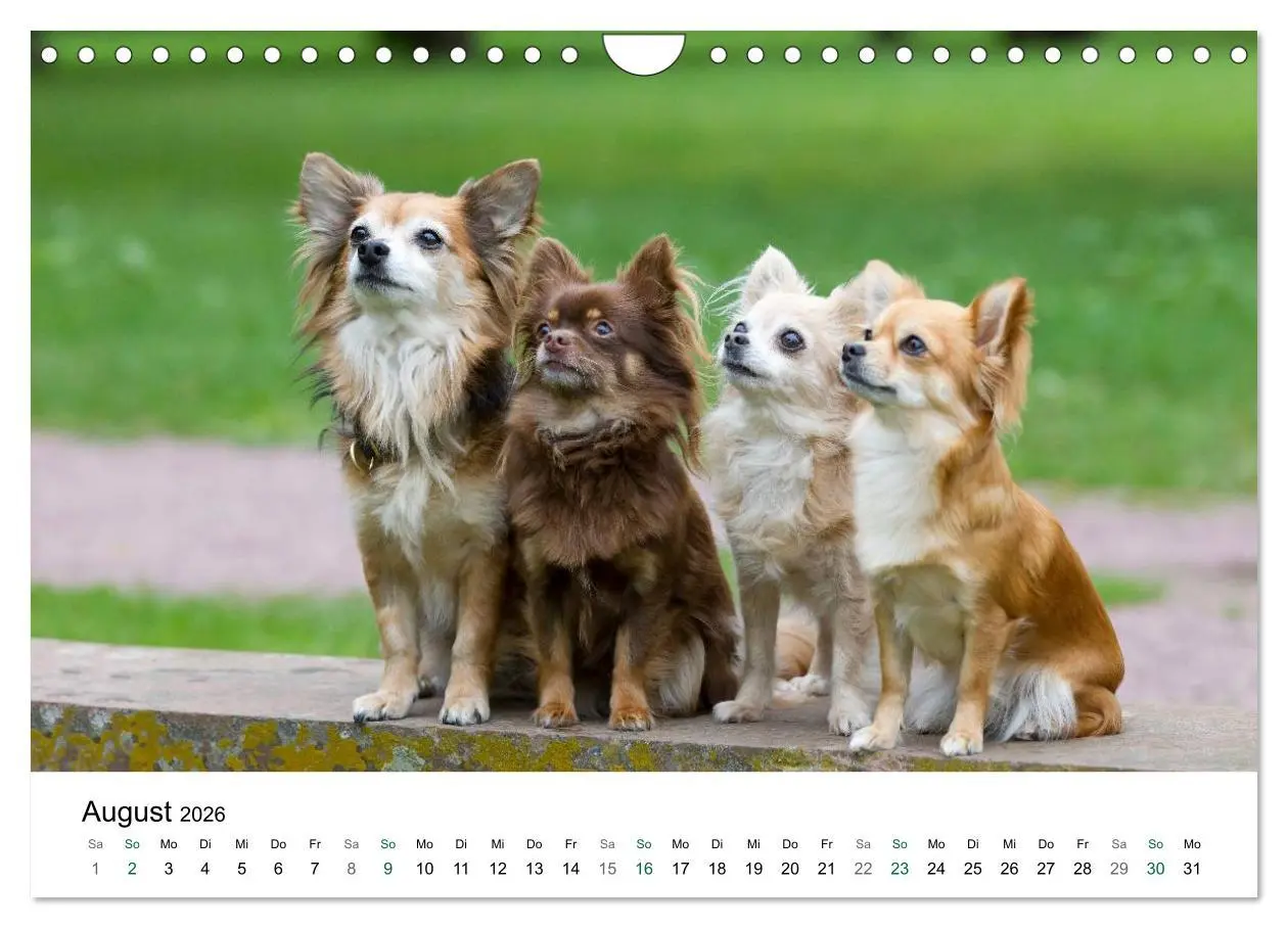 Bild: 9783516171778 | Chihuahuas - kleine Herzensbrecher (Wandkalender 2026 DIN A4 quer),...