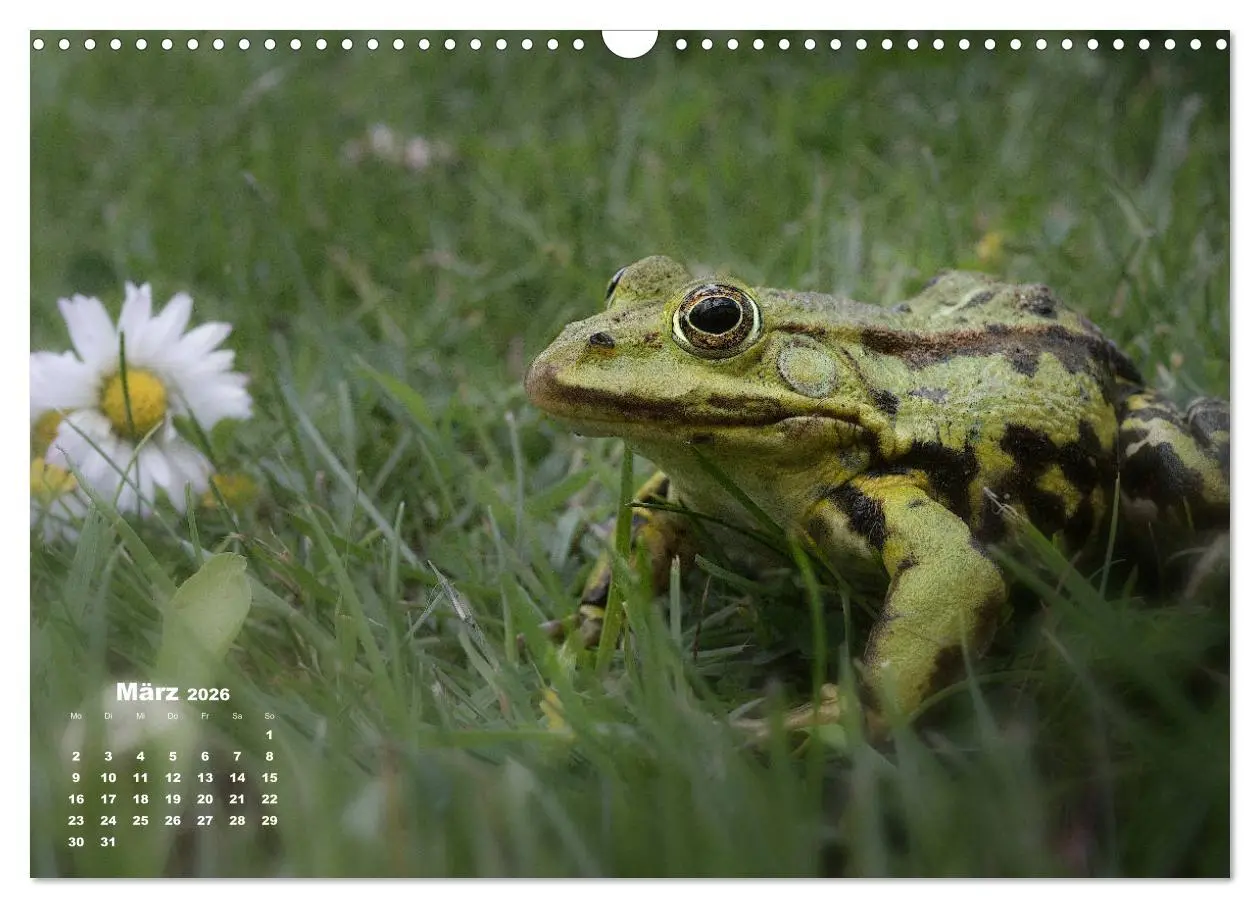 Bild: 9783457831878 | Glückliche Frösche (Wandkalender 2026 DIN A3 quer), CALVENDO...