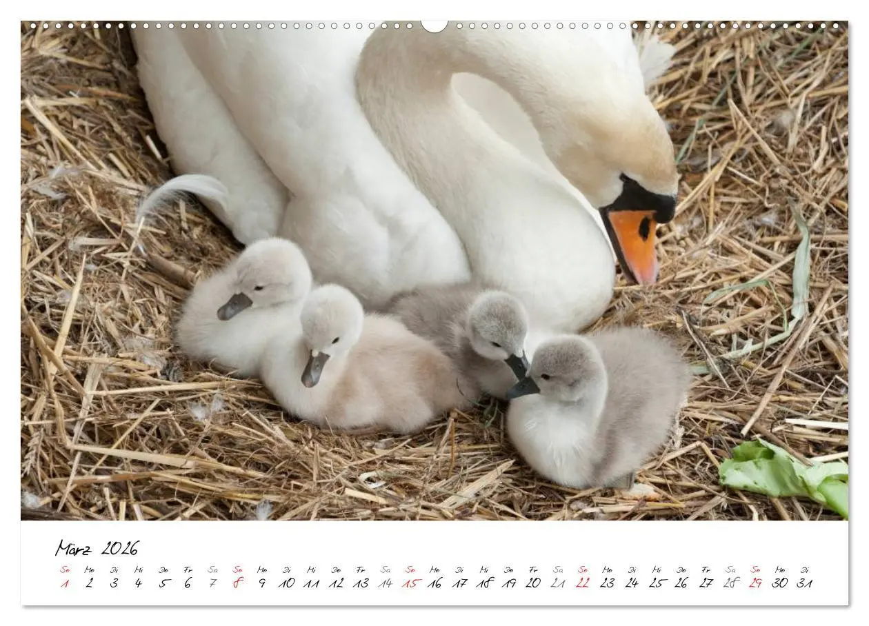 Bild: 9783516091878 | Vom Küken zum Schwan (hochwertiger Premium Wandkalender 2026 DIN A2...