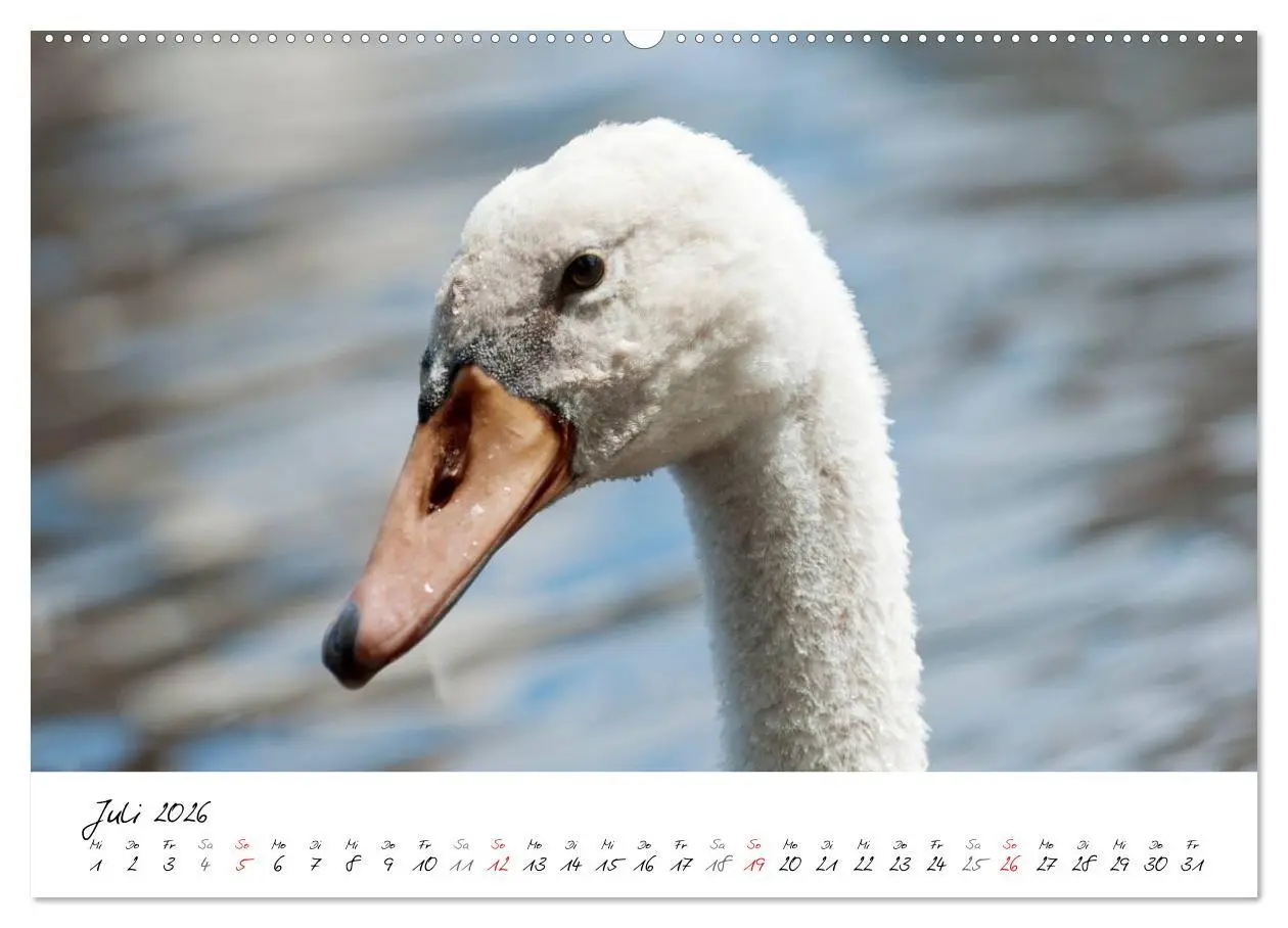 Bild: 9783516091878 | Vom Küken zum Schwan (hochwertiger Premium Wandkalender 2026 DIN A2...