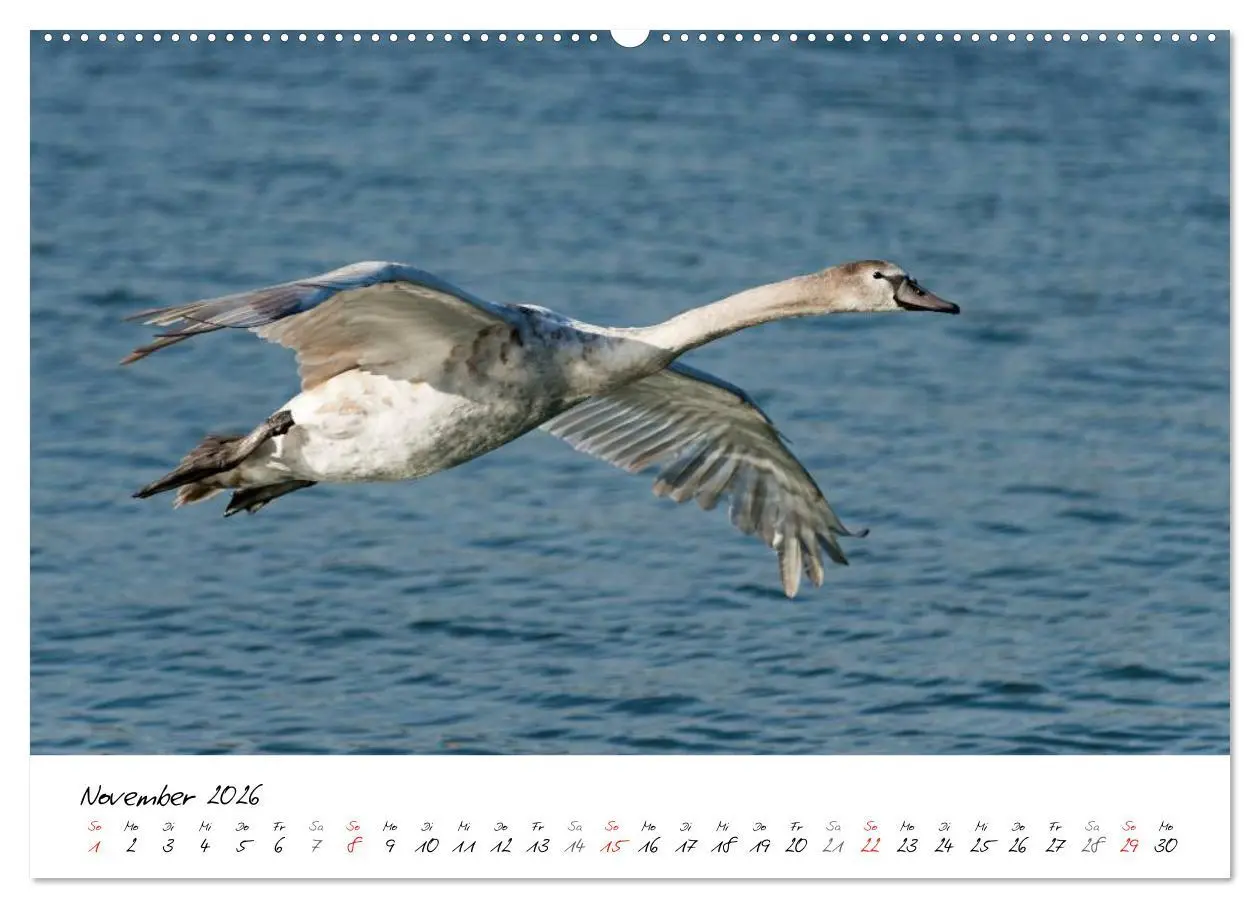 Bild: 9783516091878 | Vom Küken zum Schwan (hochwertiger Premium Wandkalender 2026 DIN A2...