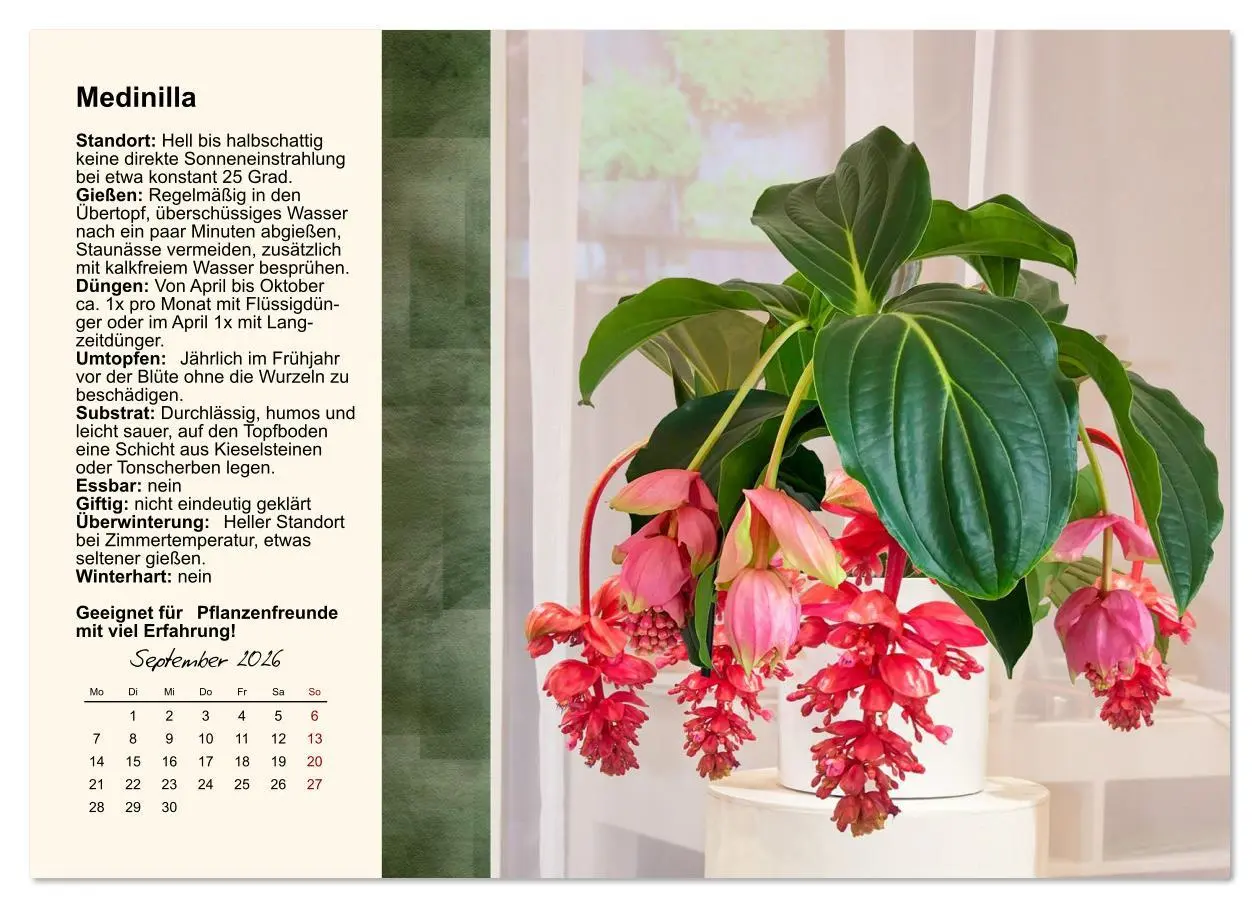 Bild: 9783516611878 | Bestes Raumklima durch Zimmerpflanzen (Wandkalender 2026 DIN A3...