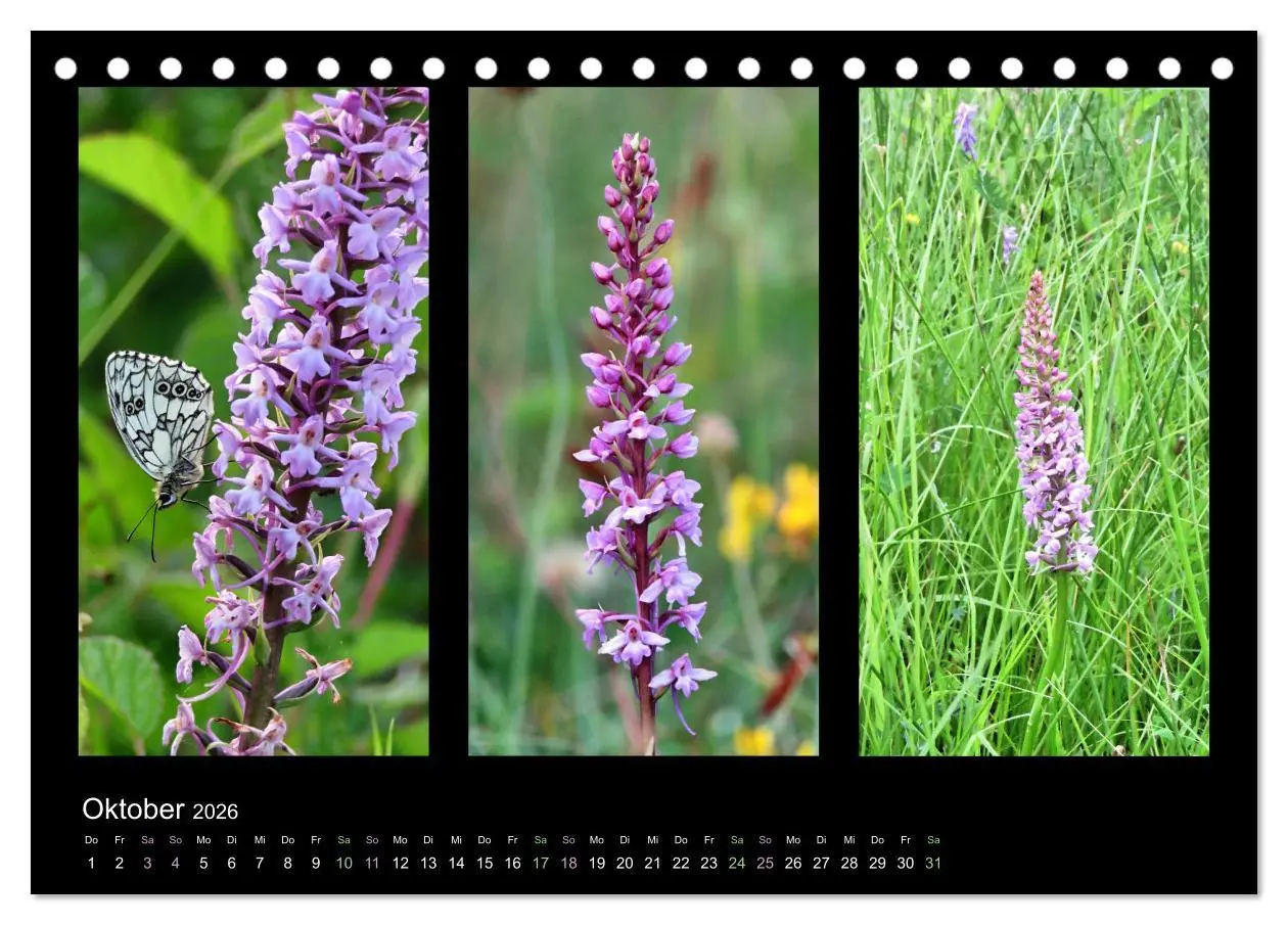 Bild: 9783457751978 | Heimische Orchideen im Dreierpack (Tischkalender 2026 DIN A5 quer),...
