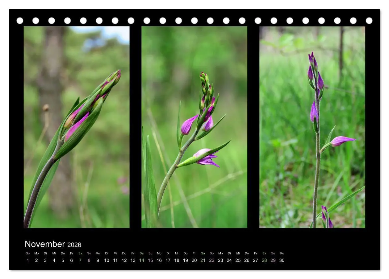 Bild: 9783457751978 | Heimische Orchideen im Dreierpack (Tischkalender 2026 DIN A5 quer),...