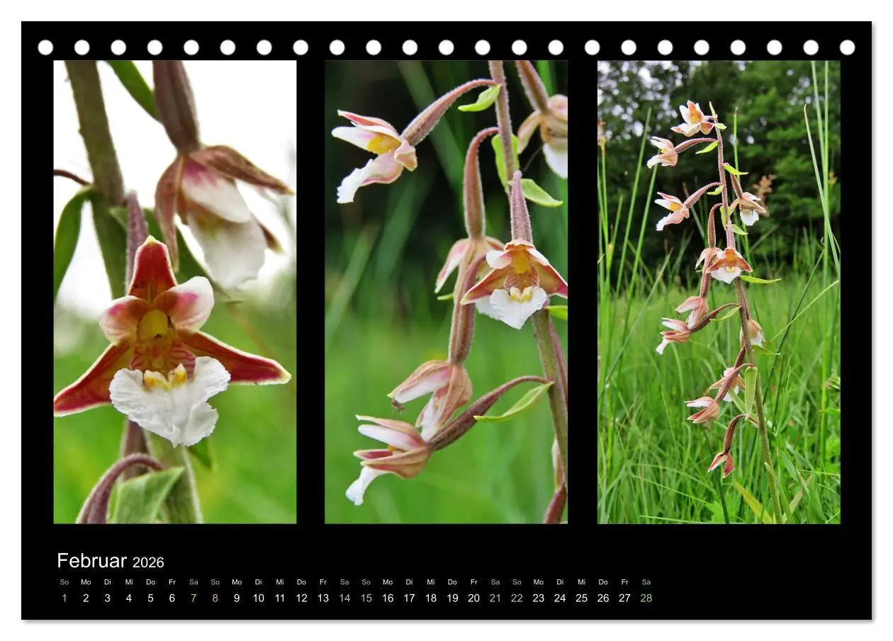 Bild: 9783457751978 | Heimische Orchideen im Dreierpack (Tischkalender 2026 DIN A5 quer),...