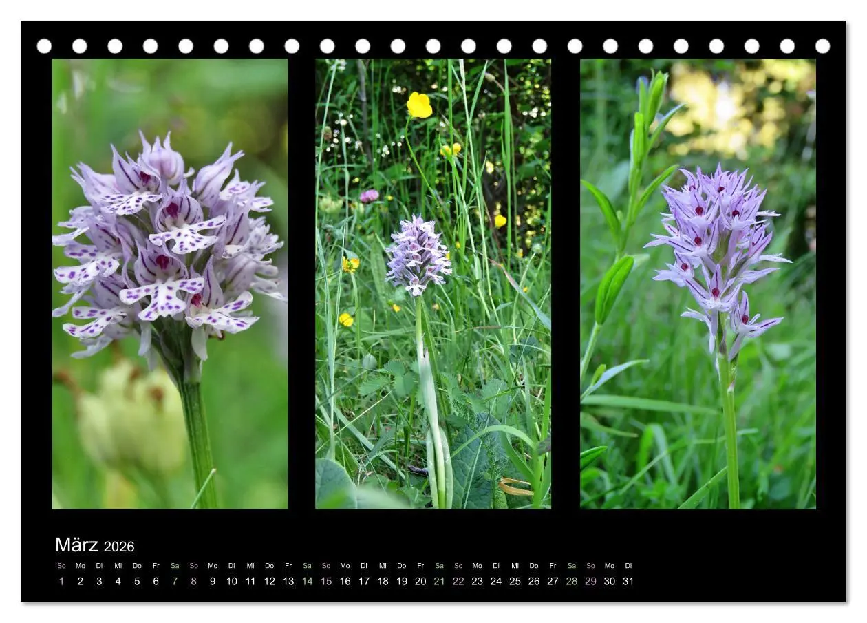 Bild: 9783457751978 | Heimische Orchideen im Dreierpack (Tischkalender 2026 DIN A5 quer),...