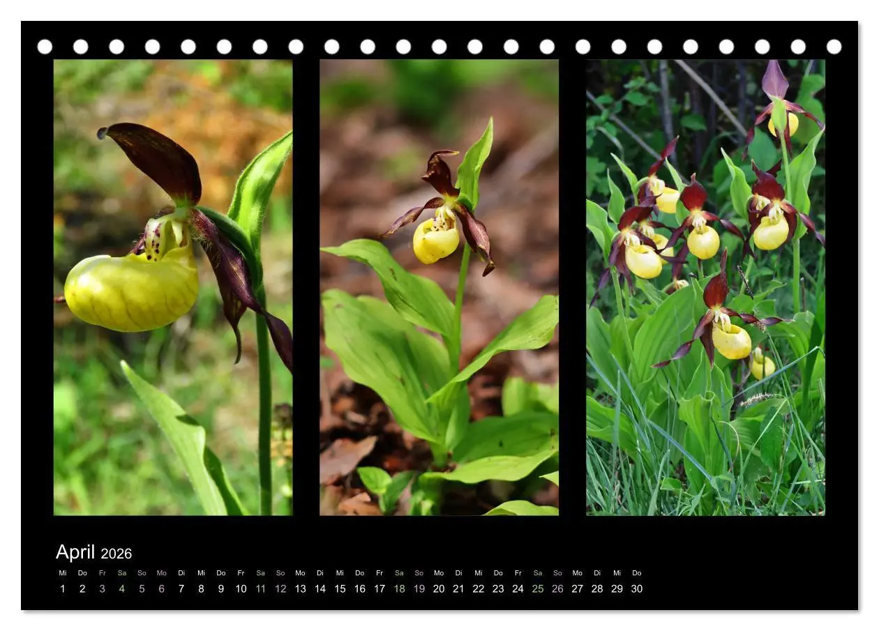 Bild: 9783457751978 | Heimische Orchideen im Dreierpack (Tischkalender 2026 DIN A5 quer),...