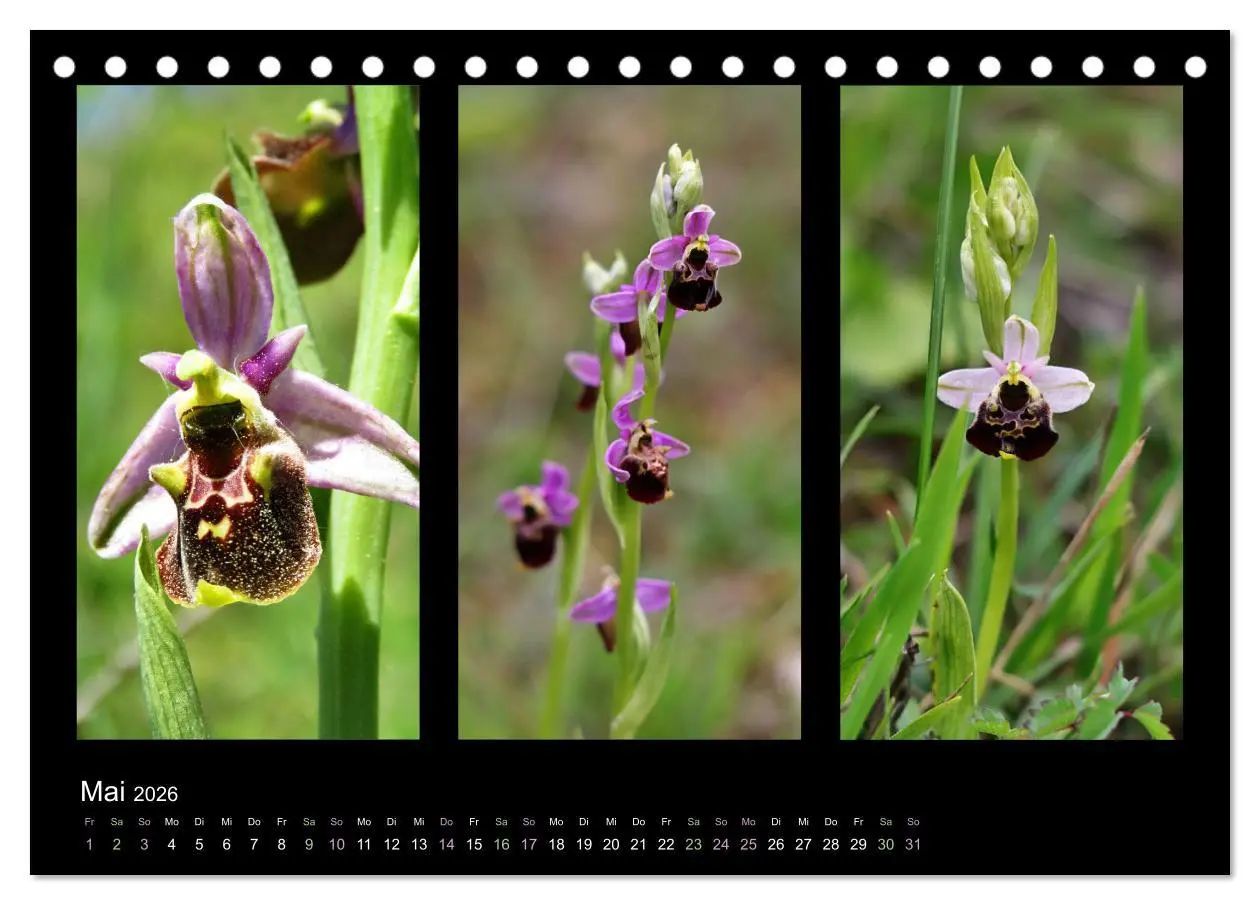 Bild: 9783457751978 | Heimische Orchideen im Dreierpack (Tischkalender 2026 DIN A5 quer),...