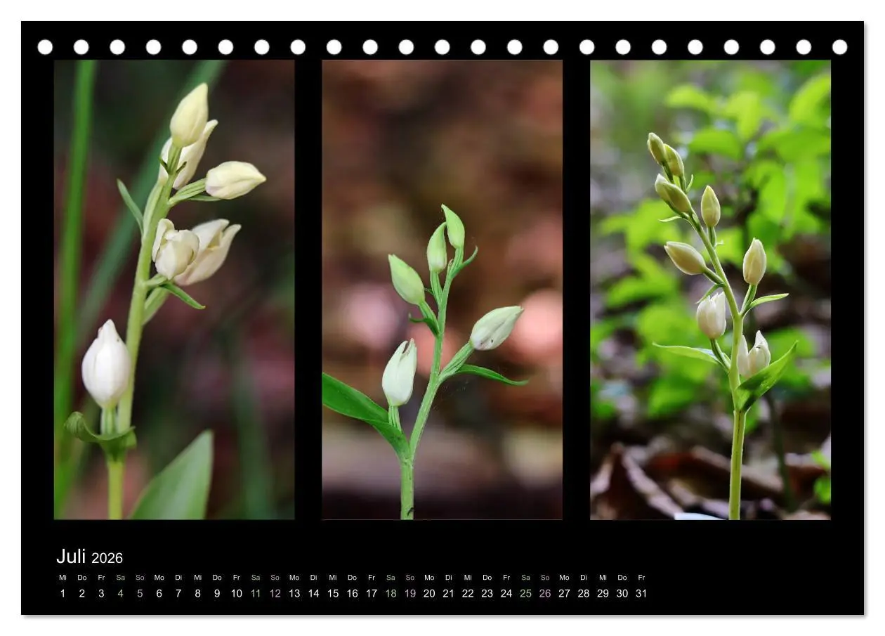 Bild: 9783457751978 | Heimische Orchideen im Dreierpack (Tischkalender 2026 DIN A5 quer),...