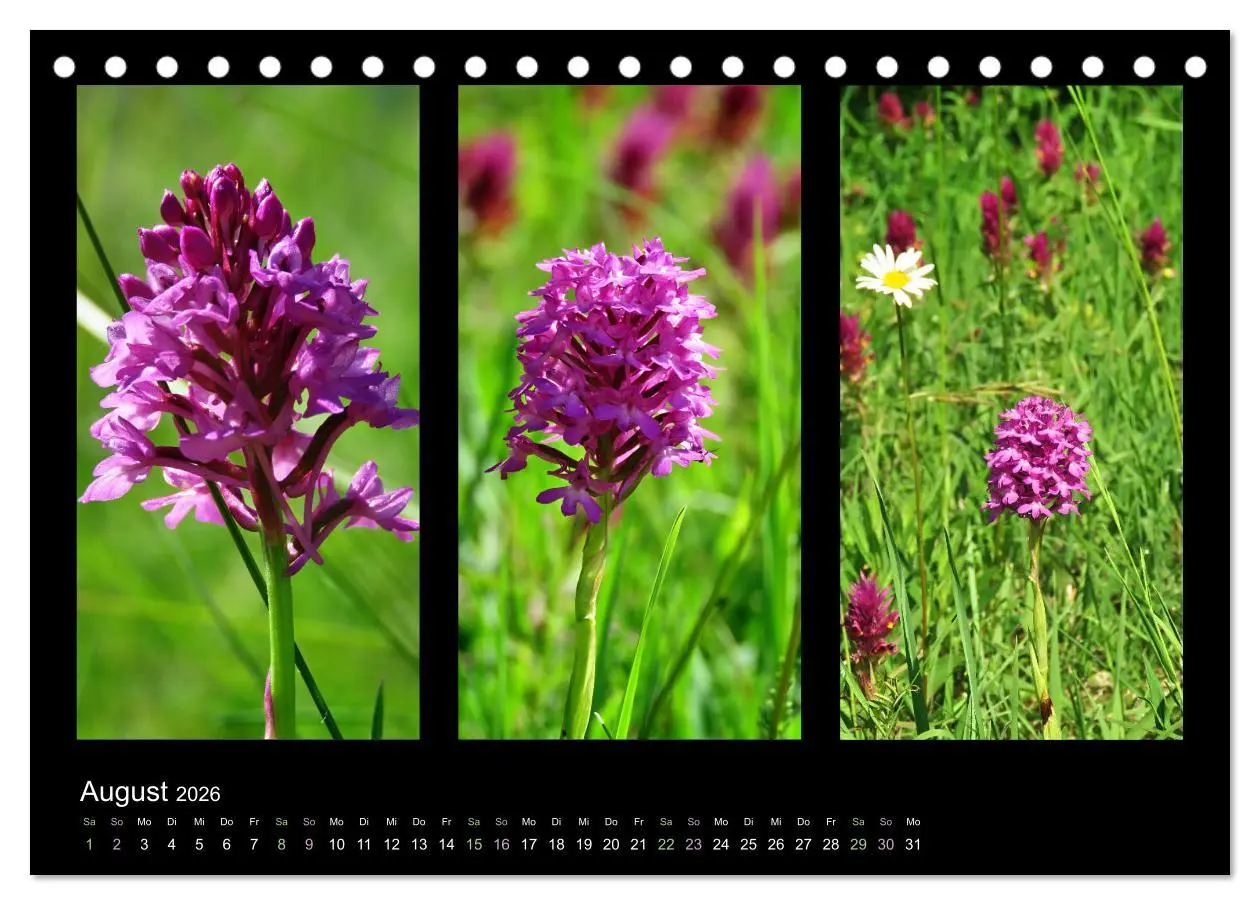 Bild: 9783457751978 | Heimische Orchideen im Dreierpack (Tischkalender 2026 DIN A5 quer),...