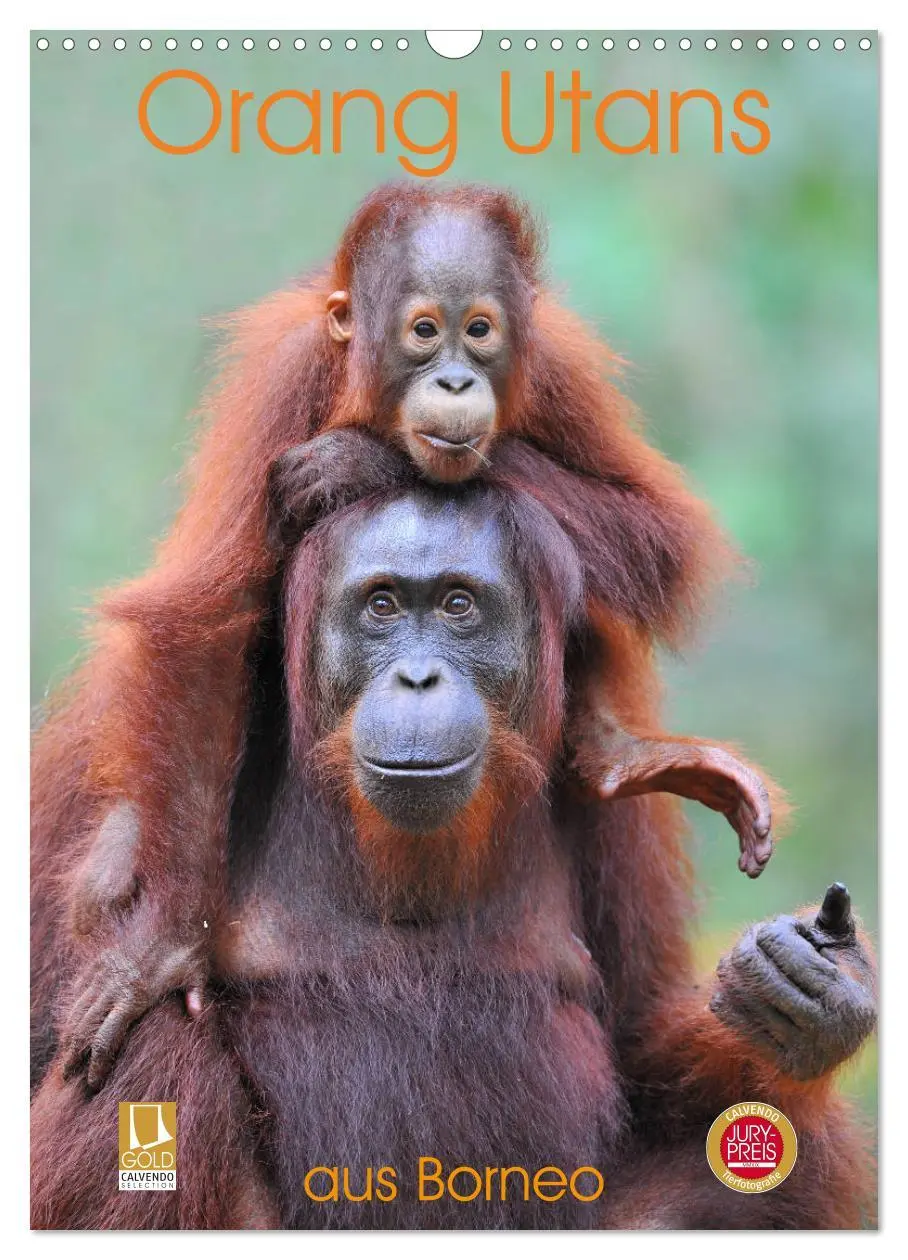 Cover: 9783516391978 | Orang Utans aus Borneo (Wandkalender 2026 DIN A3 hoch), CALVENDO...