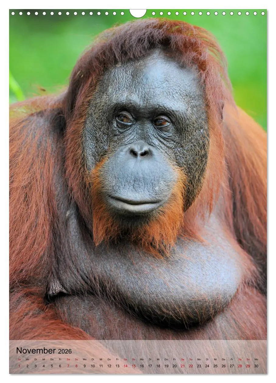 Bild: 9783516391978 | Orang Utans aus Borneo (Wandkalender 2026 DIN A3 hoch), CALVENDO...