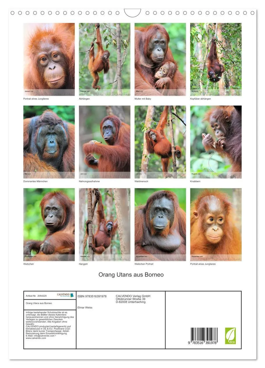 Bild: 9783516391978 | Orang Utans aus Borneo (Wandkalender 2026 DIN A3 hoch), CALVENDO...