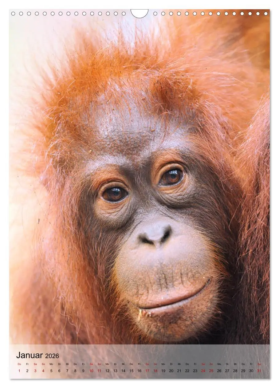 Bild: 9783516391978 | Orang Utans aus Borneo (Wandkalender 2026 DIN A3 hoch), CALVENDO...