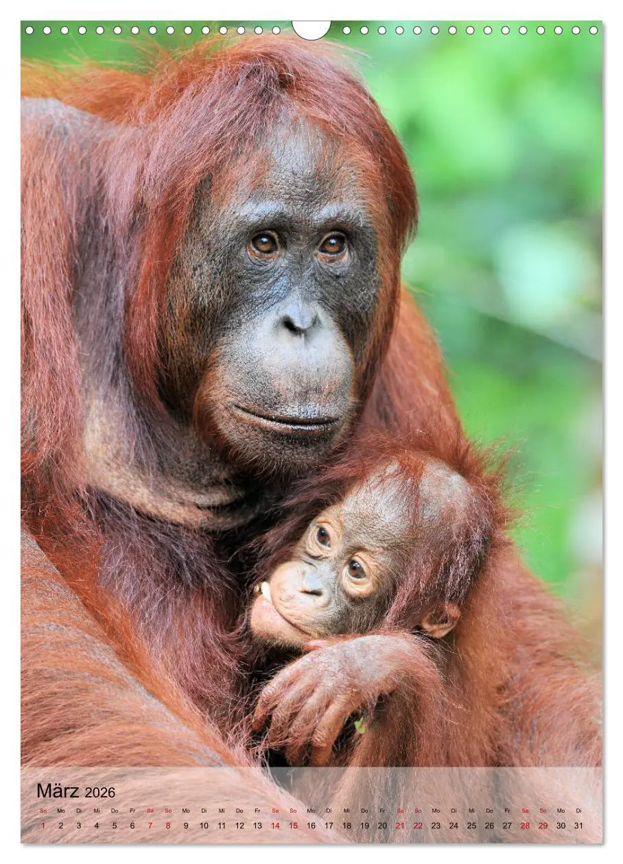 Bild: 9783516391978 | Orang Utans aus Borneo (Wandkalender 2026 DIN A3 hoch), CALVENDO...