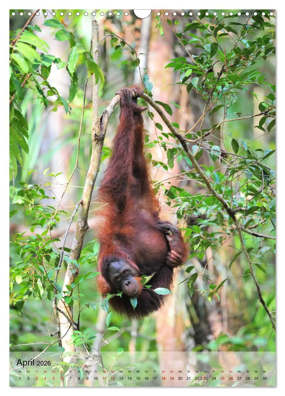 Bild: 9783516391978 | Orang Utans aus Borneo (Wandkalender 2026 DIN A3 hoch), CALVENDO...