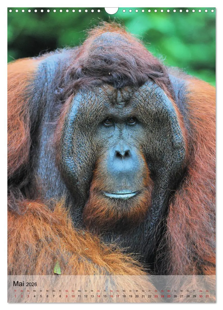 Bild: 9783516391978 | Orang Utans aus Borneo (Wandkalender 2026 DIN A3 hoch), CALVENDO...