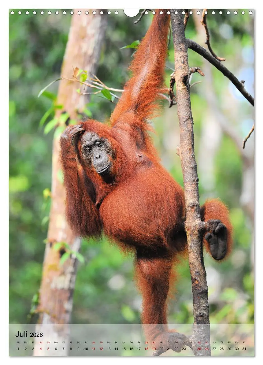 Bild: 9783516391978 | Orang Utans aus Borneo (Wandkalender 2026 DIN A3 hoch), CALVENDO...