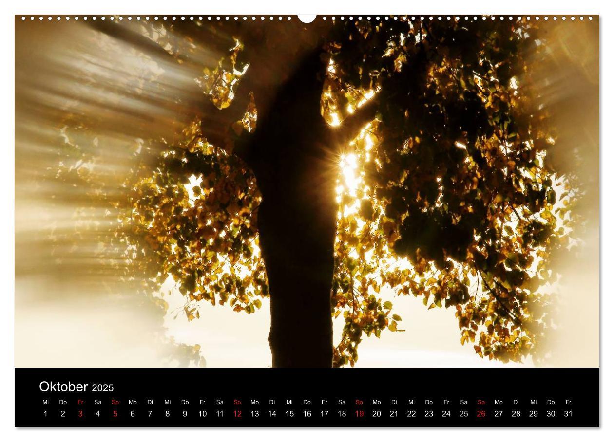 Bild: 9783435792078 | Baumporträts 2025 (Wandkalender 2025 DIN A2 quer), CALVENDO...