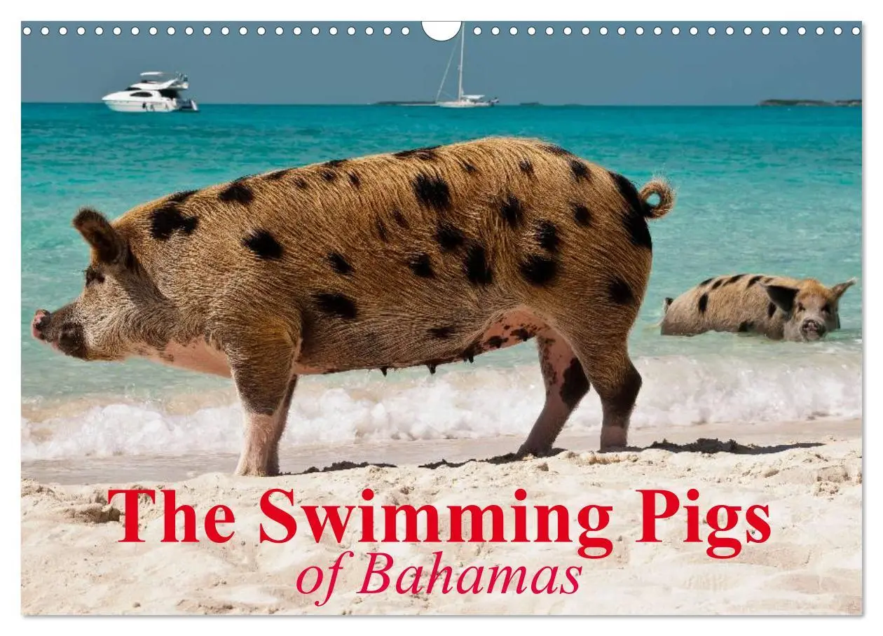 Cover: 9783516582178 | The Swimming Pigs of Bahamas (Wall Calendar 2026 DIN A3 landscape),...